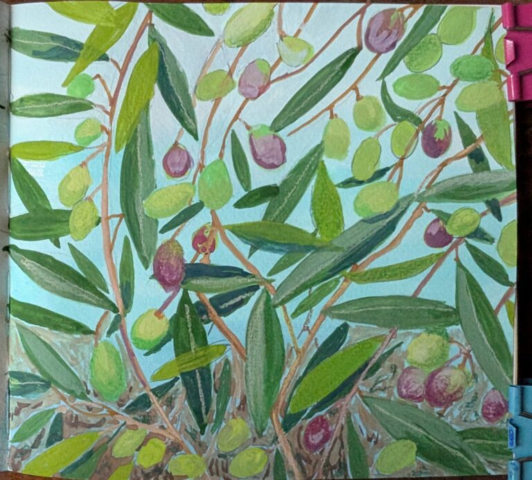 Half-ripe olives in a tree
