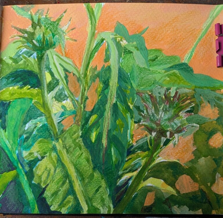 Cardoon