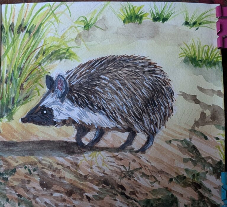 Desert hedgehog. White and black face.
