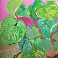 Green hosta leaves on a pink background